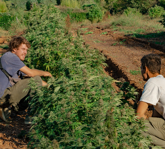 Le CBD est-il une Drogue?