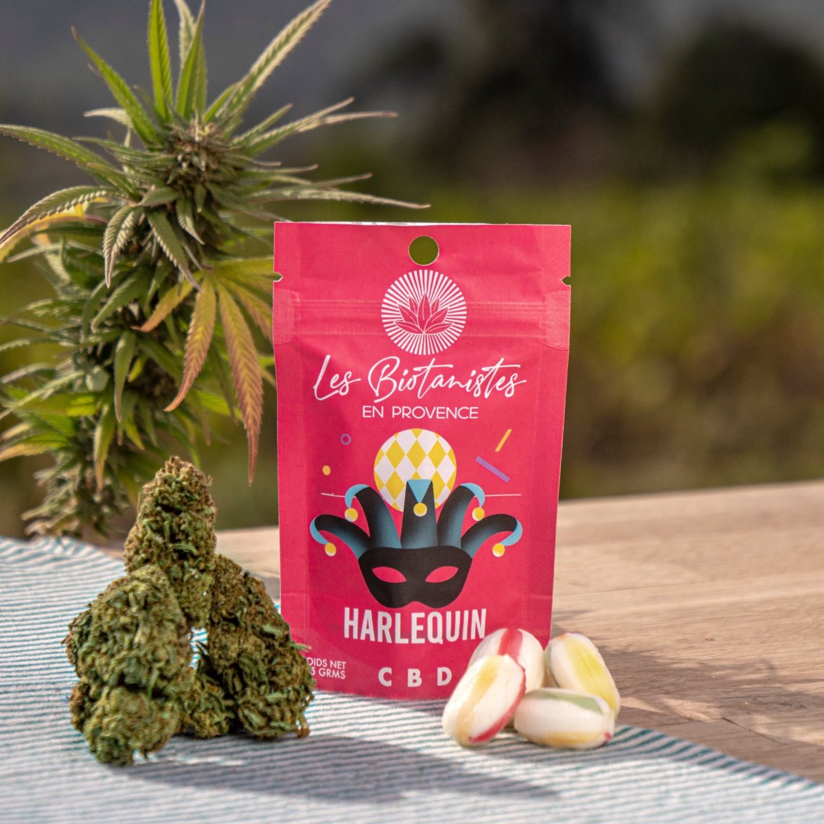 Harlequin-fleur-fleure-cbd-provence-chanvre-nature-var-bio-local-chanvre-agriculture-var-hyeres-toulon-bien-etre-soin-sommeil-peau-douleur-endometriose-arthrose-bonbon-plante-chanvre