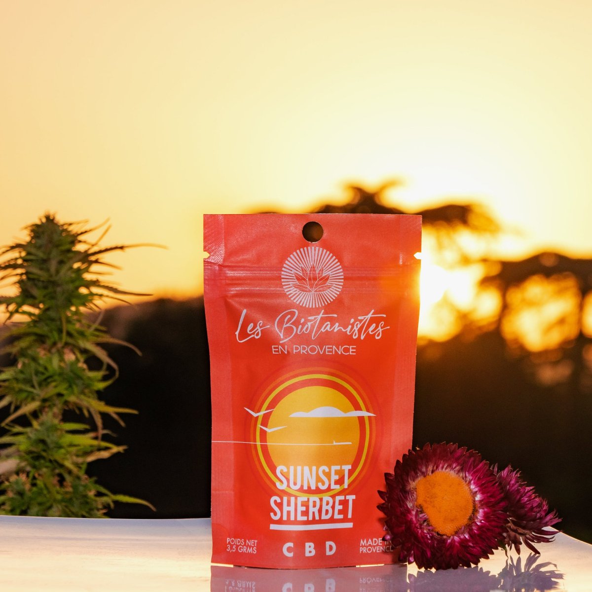 Sunset-Sherbet-fleur-fleure-cbd-provence-chanvre-nature-var-bio-local-chanvre-agriculture-var-hyeres-toulon-bien-etre-soin-sommeil-peau-douleur-endometriose-arthrose-amnesia-sun